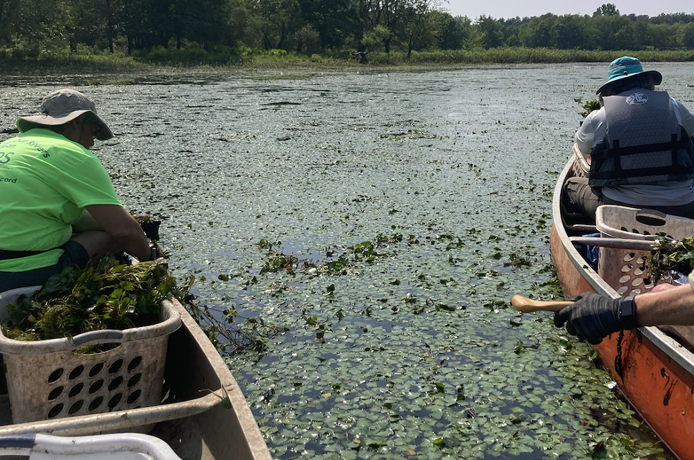 Water Chestnut 2023